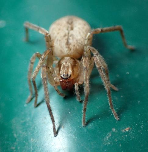 Anyphaena alboirrorata